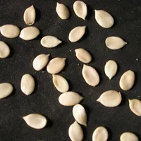 Melon Seeds