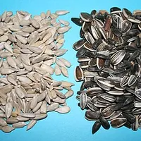 Sunflower Seeds