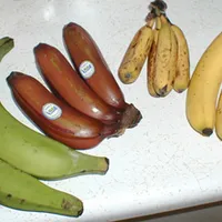 Banana
