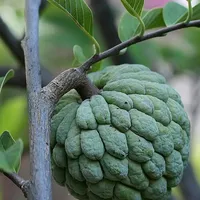 Custard Apple