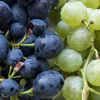 Grapes