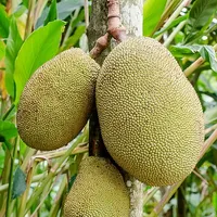 Jackfruit