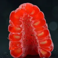 Raspberry