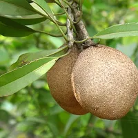 Sapodilla