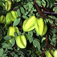 Star Fruit