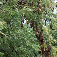 Tamarind