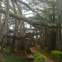 Banyan