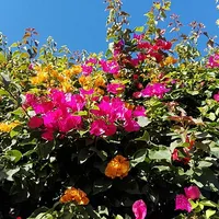 Bougainvillea