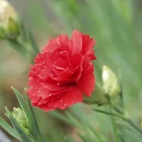 Carnation