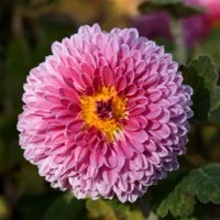 Chrysanthemum