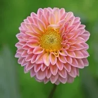 Dahlia