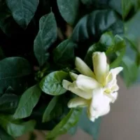 Gardenia