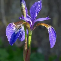 Iris