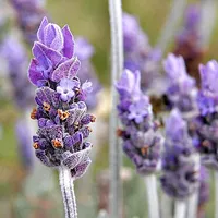 Lavender Plant