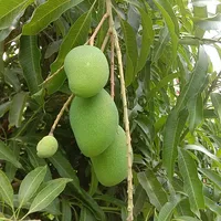 Mango Tree