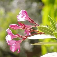 Oleander
