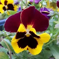 Pansy