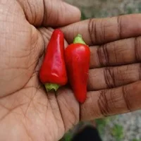 Kashmiri Chili