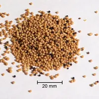 Mustard Seeds