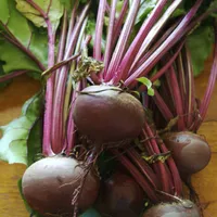 Beetroot