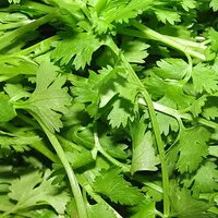 Coriander