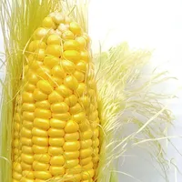 Corn