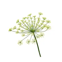 Dill