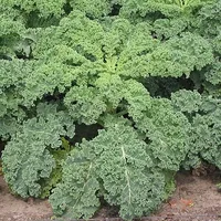 Kale