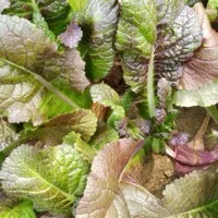 Mustard Greens