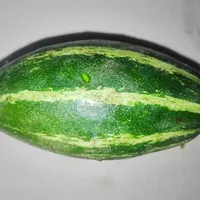 Pointed Gourd