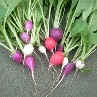 Radish