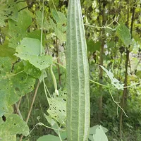 Ridge Gourd